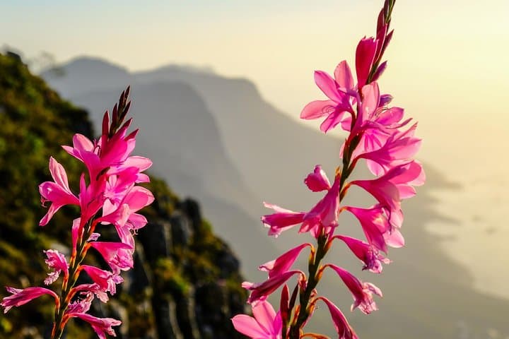 Hike Table Mountain via India Venster — Cape Town’s Classic Scramble photo 3