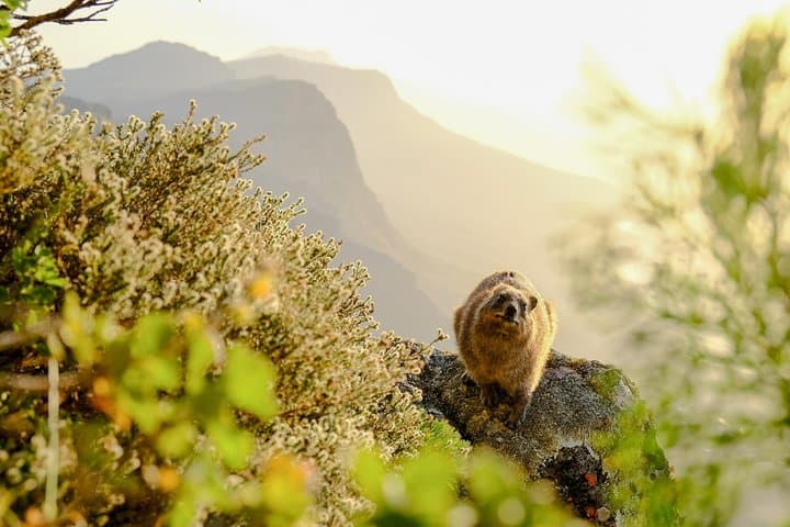 Hike Table Mountain via India Venster — Cape Town’s Classic Scramble photo 4