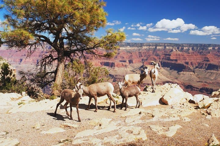 Day Trip from Las Vegas to Grand Canyon South Rim — Small-Group Bus Tour Guide photo 4