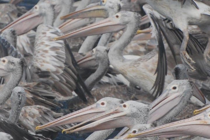 Bundala Birds Safari by Jeep — Wildlife, Best Times & Practical Guide photo 2