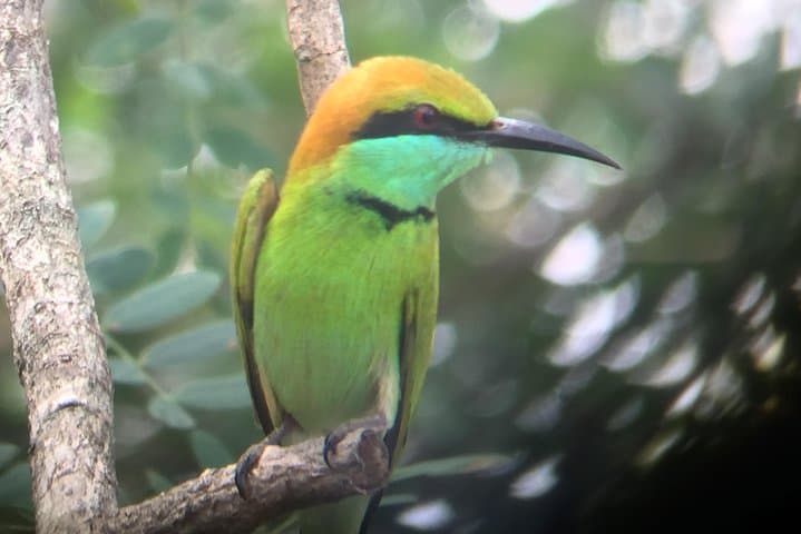 Bundala Birds Safari by Jeep — Wildlife, Best Times & Practical Guide photo 3