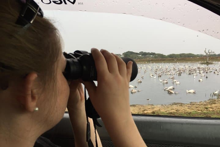 Bundala Birds Safari by Jeep — Wildlife, Best Times & Practical Guide photo 4