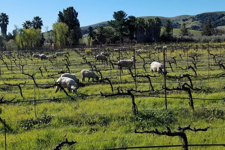 Half-Day Sonoma Wine Tour from San Francisco — 2 Winery Tastings & Sonoma Plaza photo 3