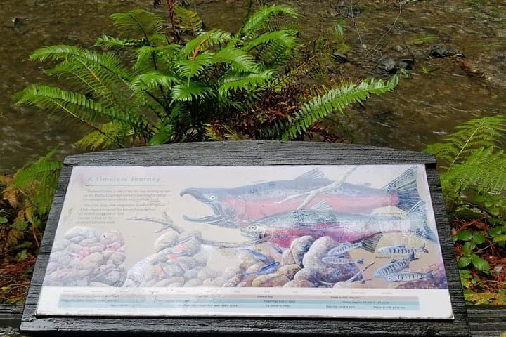Golden Gate, Muir Woods & Sonoma Wine Tour: Day Trip from San Francisco photo 3