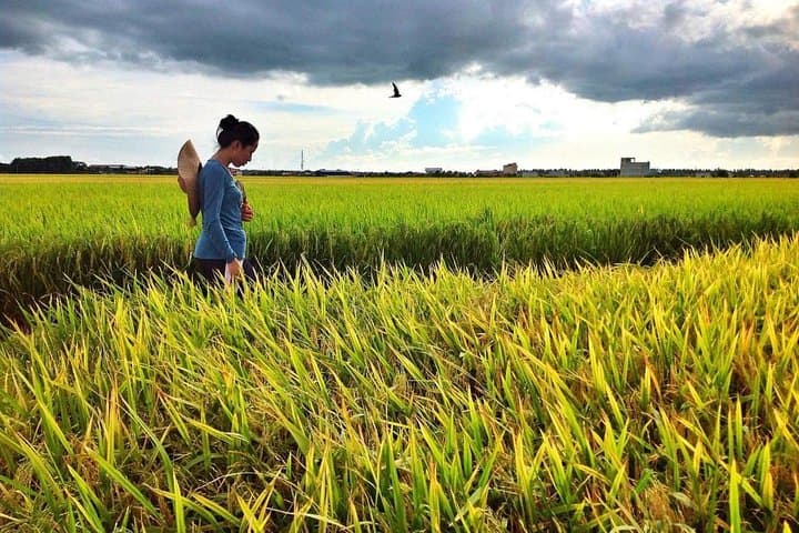 Sekinchan Rice Fields, Monkeys and Fireflies: Full-Day Tour from Kuala Lumpur