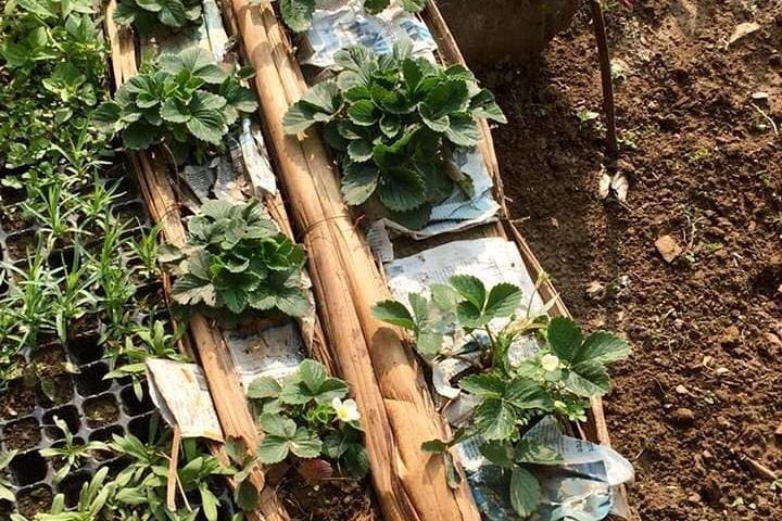Pokhara Urban Organic Farm Tour with Authentic Nepali Lunch photo 2