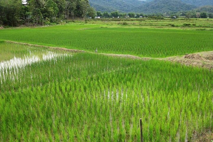 Bario Highlands 3-Day Kelabit Adventure: Trek, Longhouses & Mountain Salt Springs photo 2