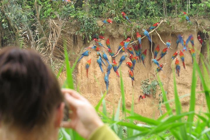Best of Tambopata: 3-Night Jungle Wildlife & Clay Lick Expedition