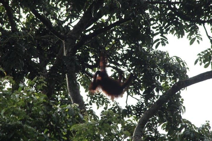 Tanjung Bulat Jungle Camp: 3-Day Kinabatangan Wildlife Immersion