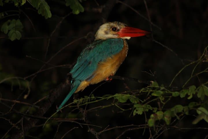 Tanjung Bulat Jungle Camp: 3-Day Kinabatangan Wildlife Immersion photo 2