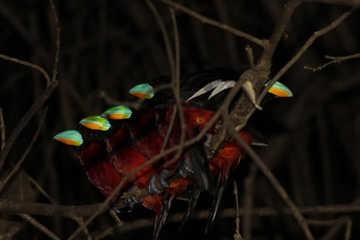 Tanjung Bulat Jungle Camp: 2-Day Kinabatangan Wildlife Immersion photo 3