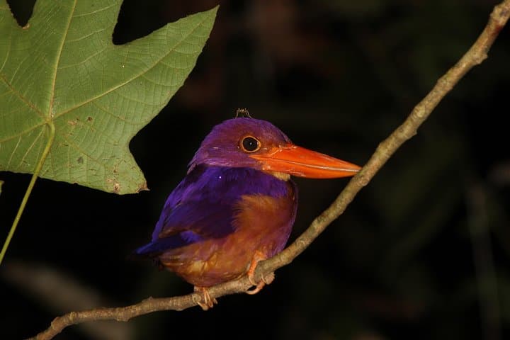 Tanjung Bulat Jungle Camp: 2-Day Kinabatangan Wildlife Immersion photo 5