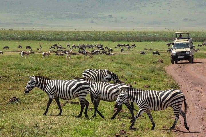 Inside Ngorongoro: One-Day Crater Safari from Arusha photo 4