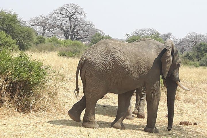 10-Day Southern Tanzania Safari: Selous, Mikumi, Udzungwa & Ruaha