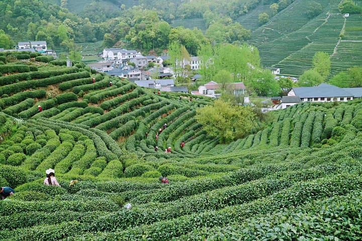 Hangzhou in a Day: Bullet Train West Lake, Faxi Temple & Longjing Tea Experience photo 2