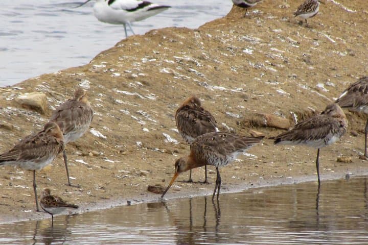 Half-Day Birdwatching in Ria Formosa: Flamingos & Saltpan Walks from Tavira photo 4