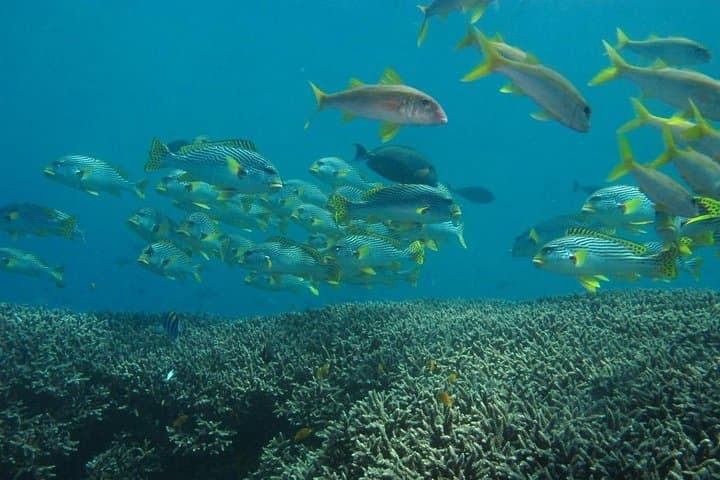 Scuba Diving Padang Bay Bali: Blue Lagoon & Coral Garden Two-Tank Trip photo 5