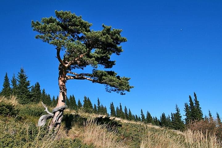 Hike Cherni Vryh: Vitosha Day Hike to 2290m Peak from Sofia photo 5