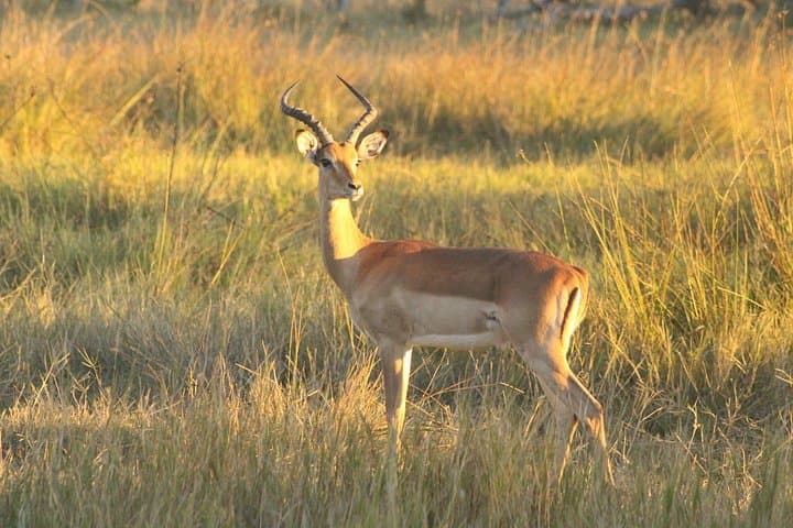 Chiefs Island Day Trip from Maun — Full-Day Okavango Boat Safari & Game Walk photo 4