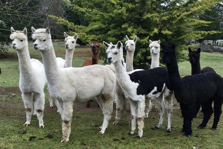Alpaca Ranch and Fiber Processing Mill Tour: Hands-On Alpaca Experience & Mill Visit photo 5