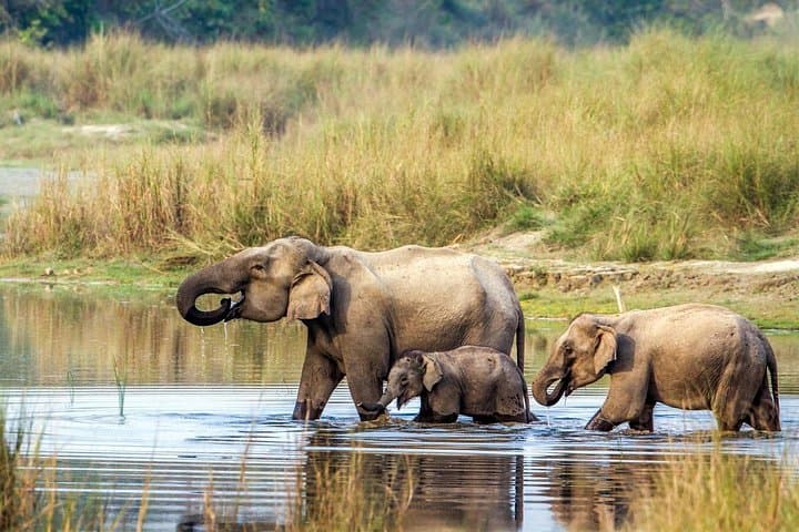 Luxury Chitwan Jungle Safari: 2-Day Wildlife Adventure in Nepal photo 2