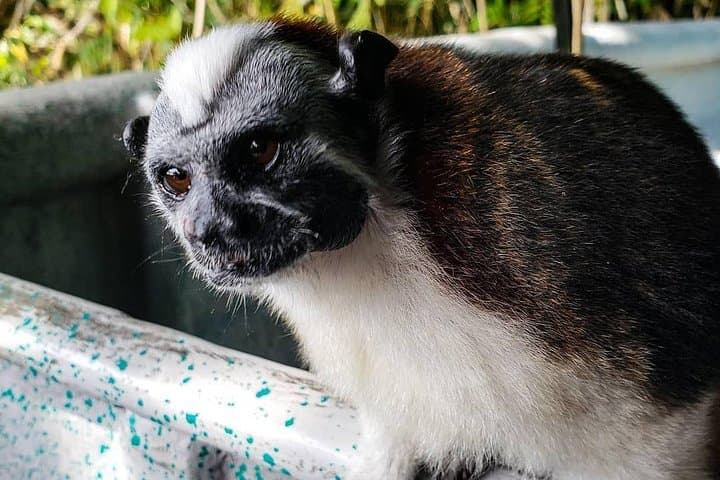Gatun Lake & Emberá Village: Full-Day Wildlife and Culture Tour from Panama City photo 1