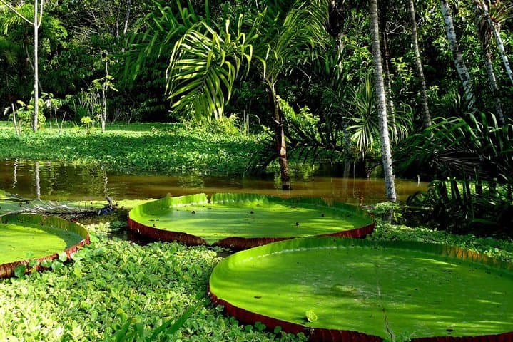 3-Day Amazon Jungle Experience at Refugio Amazonas, Puerto Maldonado photo 5