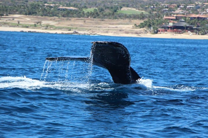 Luxury Trimaran Whale Watching in Cabo San Lucas photo 2