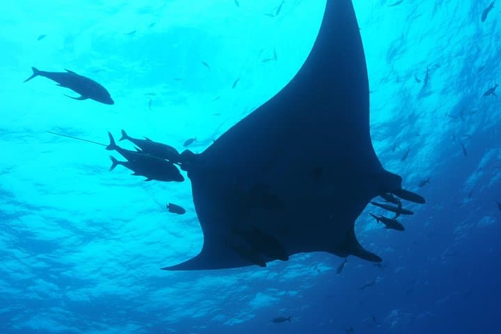 Swim with Whale Sharks Near Cancun: Private Encounter from Playa del Carmen photo 4