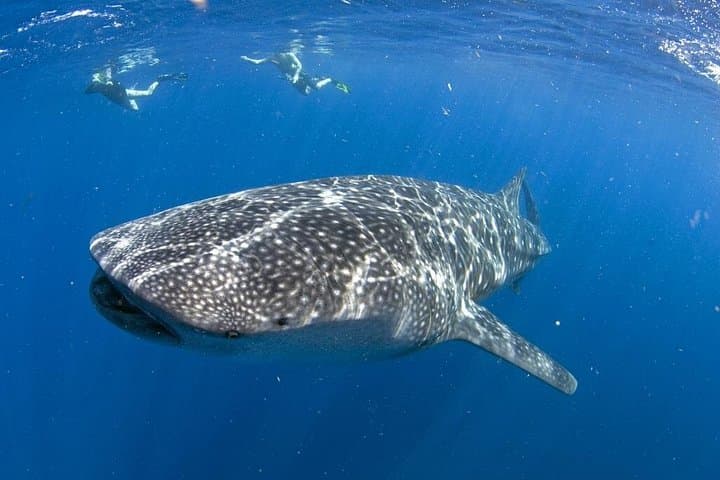 Swim with Whale Sharks Near Cancun: Private Encounter from Playa del Carmen photo 1