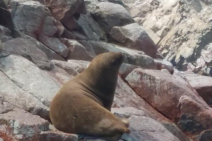 Paracas & Huacachina Day Trip: Ballestas Islands, Sandboarding and Pisco Tasting photo 3
