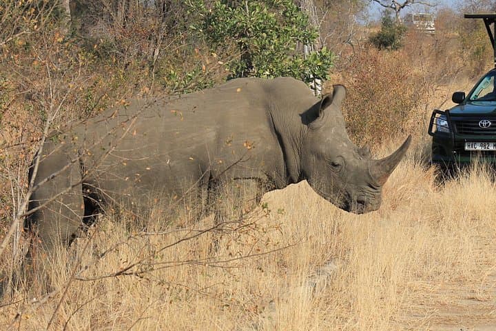 3-Day Private Kruger Park Safari from Johannesburg — All-Inclusive Experience photo 1
