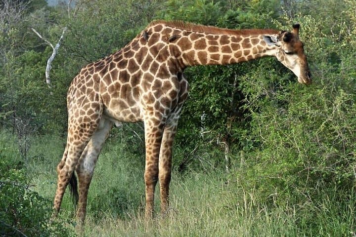3-Day Private Kruger Park Safari from Johannesburg — All-Inclusive Experience photo 2