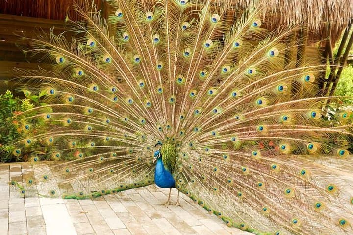 Private National Aviary Tour from Cartagena — Up-Close Bird Encounters in Colombia photo 3