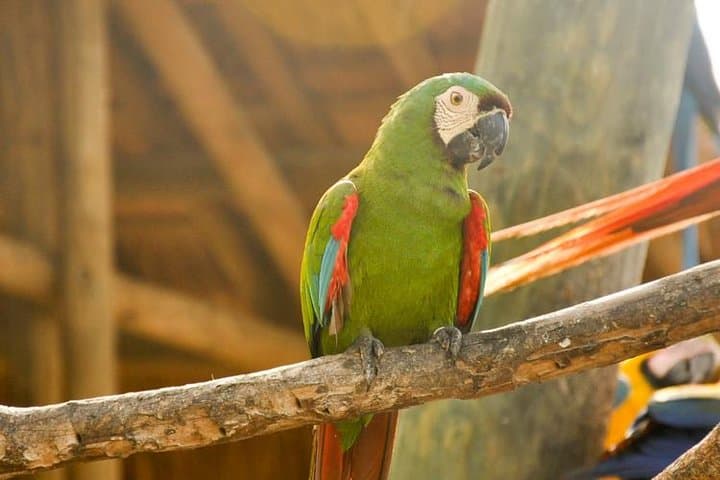 Private National Aviary Tour from Cartagena — Up-Close Bird Encounters in Colombia photo 4