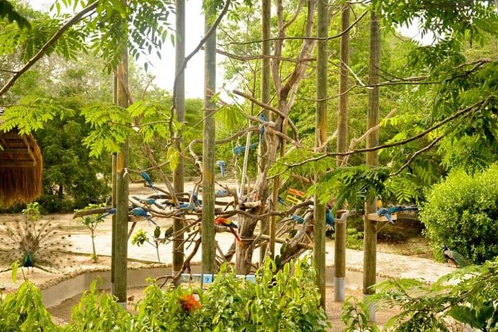 Private National Aviary Tour from Cartagena — Up-Close Bird Encounters in Colombia photo 5