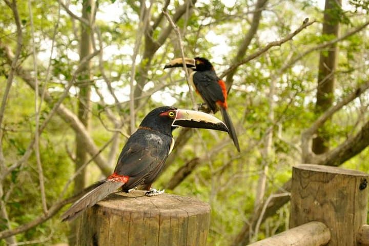 Private National Aviary Tour from Cartagena — Up-Close Bird Encounters in Colombia photo 6