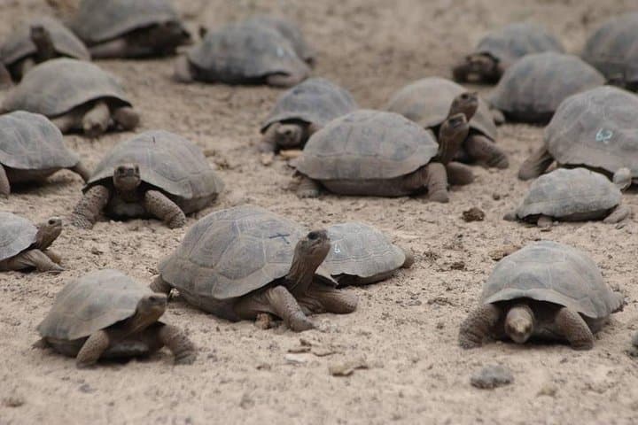 5-Day Galapagos Land Tour: Isabela & Santa Cruz Highlights photo 4