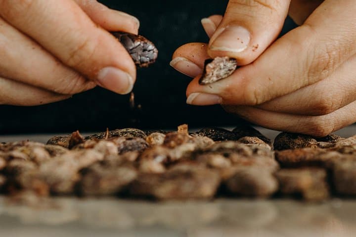Hands-On Chocolate Master Class in Punta Cana — Taino Concept Store photo 4
