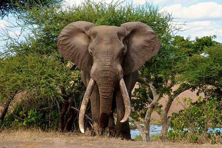 3-Day Private Kruger Park Safari from Nelspruit — Big Five & Transfers Included