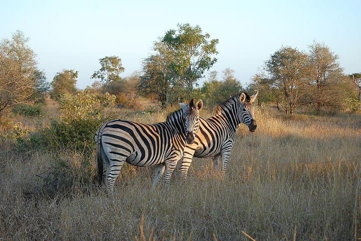 3-Day Private Kruger Park Safari from Nelspruit — Big Five & Transfers Included photo 2