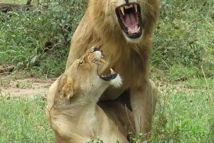 6-Day Tanzania Lodge Safari to See the Great Migration photo 2
