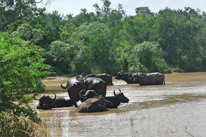 4-Day Private Kruger Safari from Johannesburg — Big Five, Blyde Canyon & Panoramic Highlights photo 1
