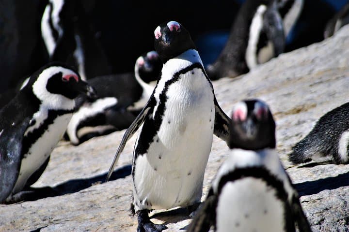 Cape Peninsula Coastal Tour: Cape Point, Boulders Penguins & Hout Bay photo 2