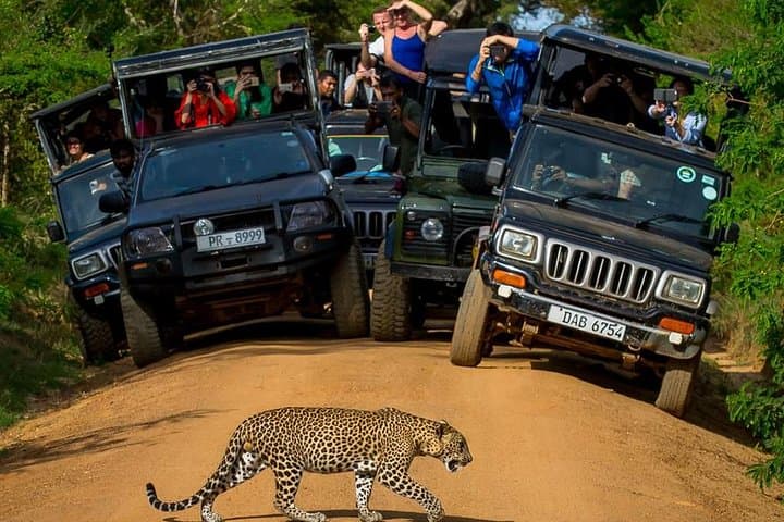 Two-Day Private Leopard Safari in Yala National Park from Colombo photo 2