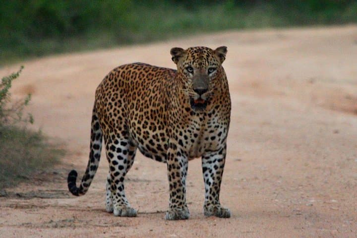 Two-Day Private Leopard Safari in Yala National Park from Colombo photo 6