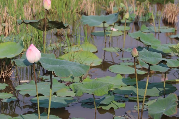 Siem Reap Floating Village Boat Tour: 3-Hour Guided Tonle Sap Experience photo 6