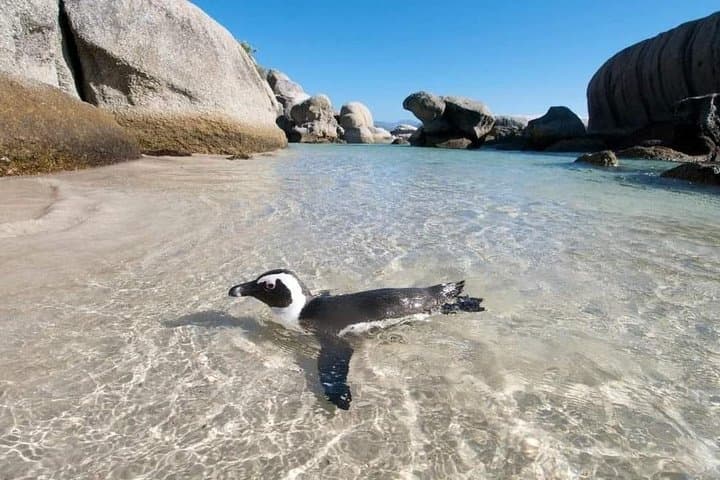 Cape Peninsula Full Day Tour: Cape Point, Penguins & Scenic Drives photo 3