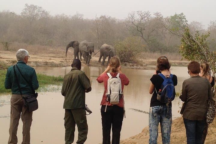 3-Day Mole National Park Safari: Wildlife Drives, Village Walks & Canoe Trip