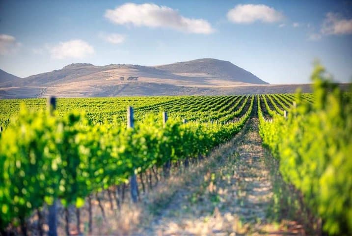 Cape Winelands Full-Day Wine Tour: Stellenbosch, Franschhoek & Paarl photo 4